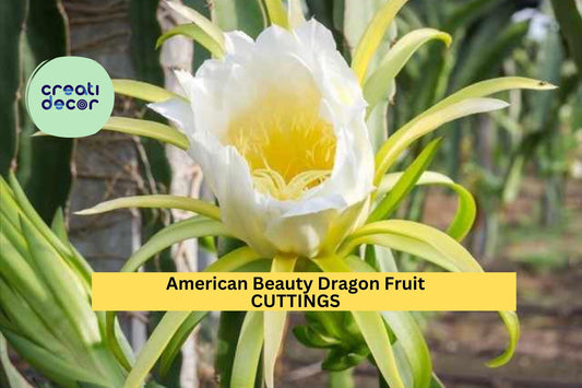 3 American Beauty Dragon Fruit Cuttings | 8–10" Unrooted Hylocereus | Self-Pollinating Cactus | Grow Sweet Red Fruit