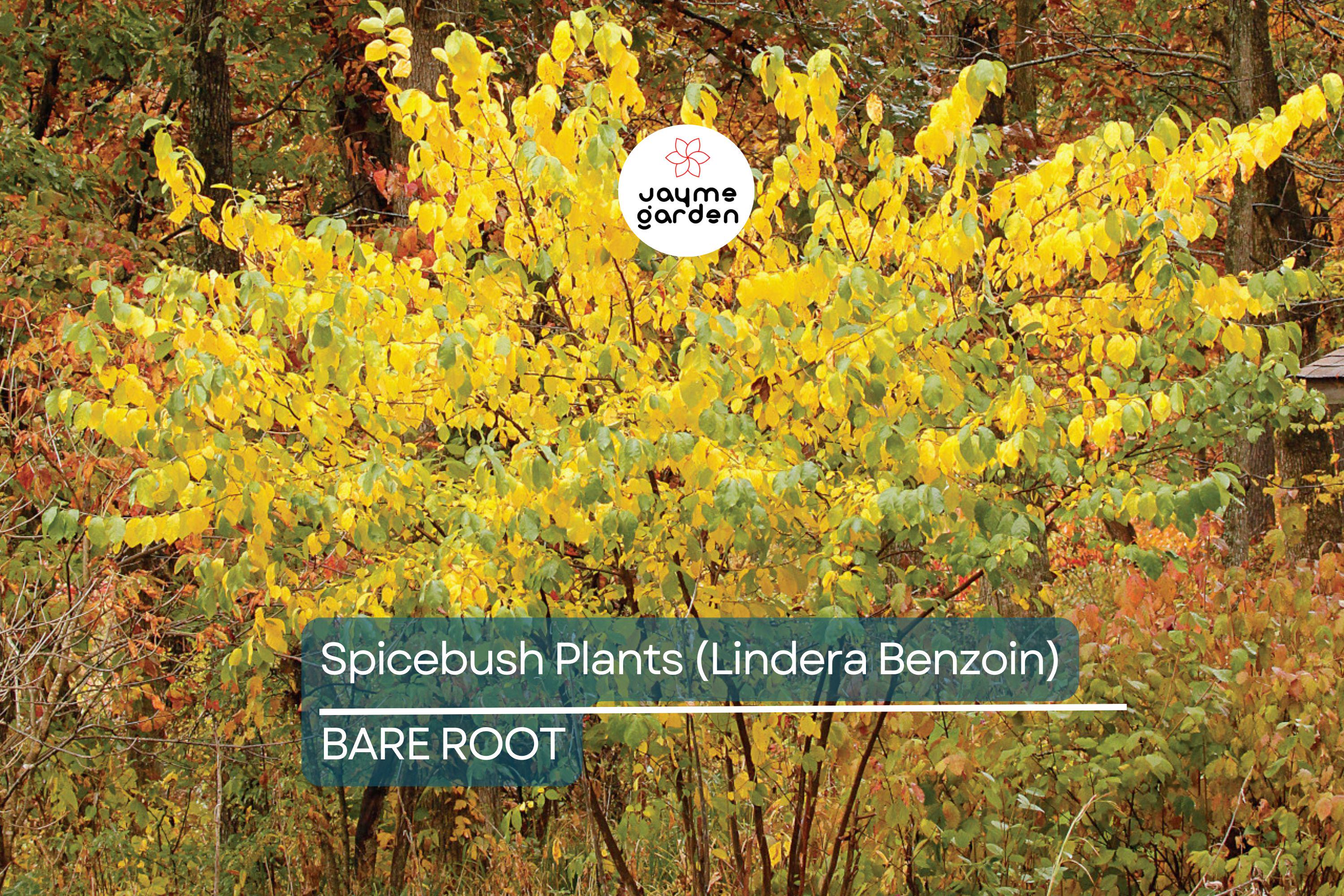 2 Spicebush Plants (Lindera Benzoin) – 12" Bare Root Shrubs, Wildlife-Friendly, Fragrant, Zones 4-9