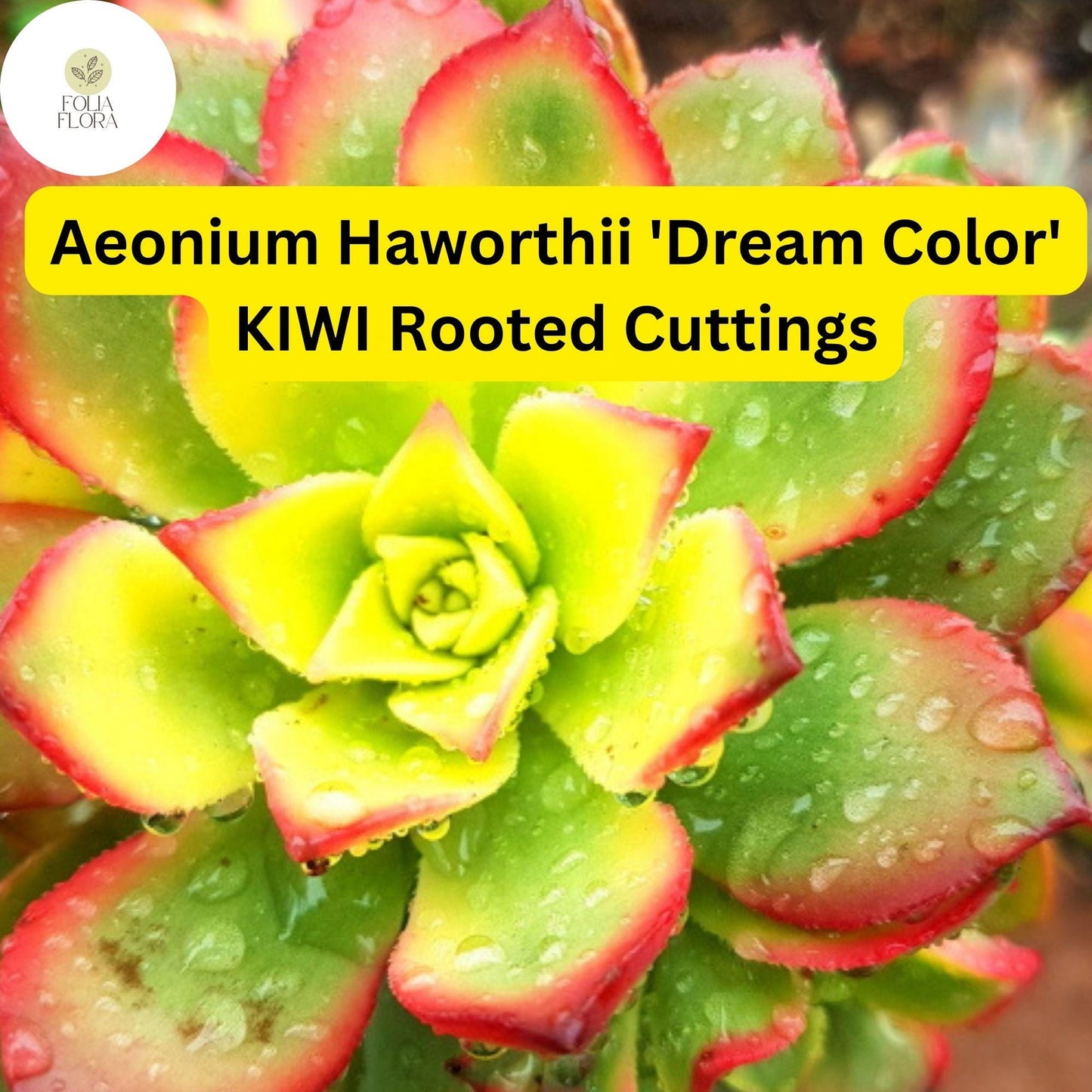 Aeonium haworthii ‘Dream Color’ Kiwi | 3 Rooted Cuttings Live Succulent Plants | Variegated Rosettes, Drought-Tolerant