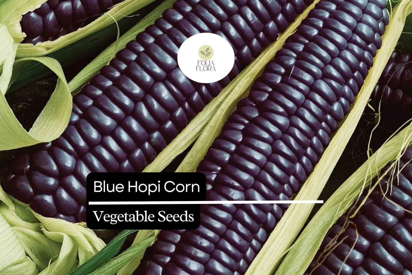 5 Blue Hopi Corn Seeds | Heirloom Blue Maize | Traditional Native Variety for Growing, Crafts & Home Gardens