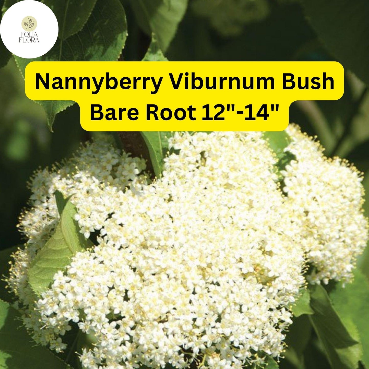 1 Nannyberry Viburnum Bush (Viburnum lentago) – Live Bare Root Plant 12"-14"