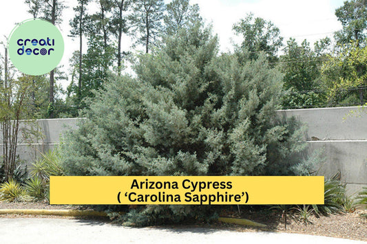 Arizona Cypress Tree – Cupressus arizonica ‘Carolina Sapphire’ – Hardy Evergreen Shrub Starter Plant for Landscape or Hedge