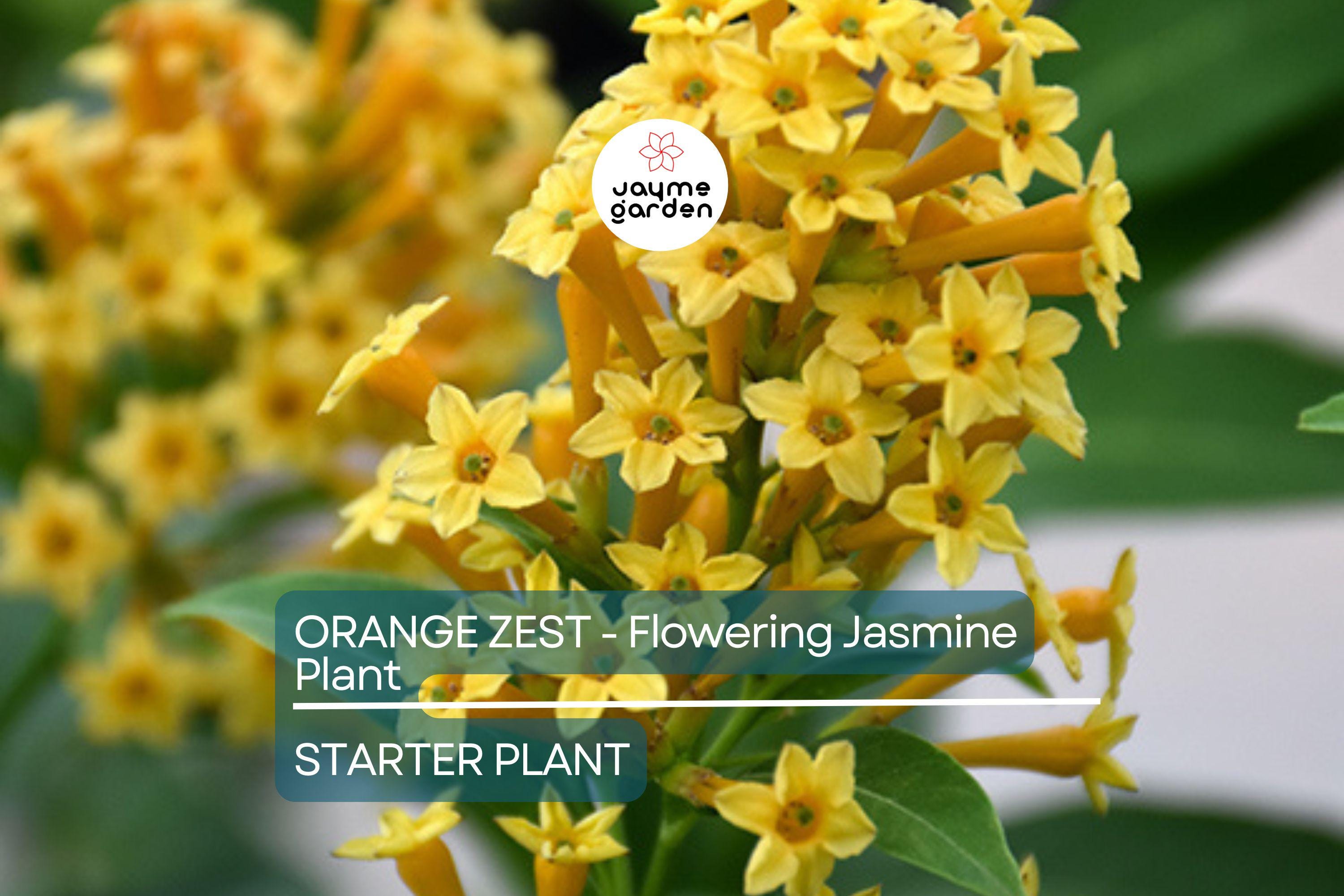 Orange Zest Jasmine (Cestrum aurantiacum) | Live Flowering Shrub | Attracts Butterflies | Hardy Zones 7-8 | 5 Ft Tall