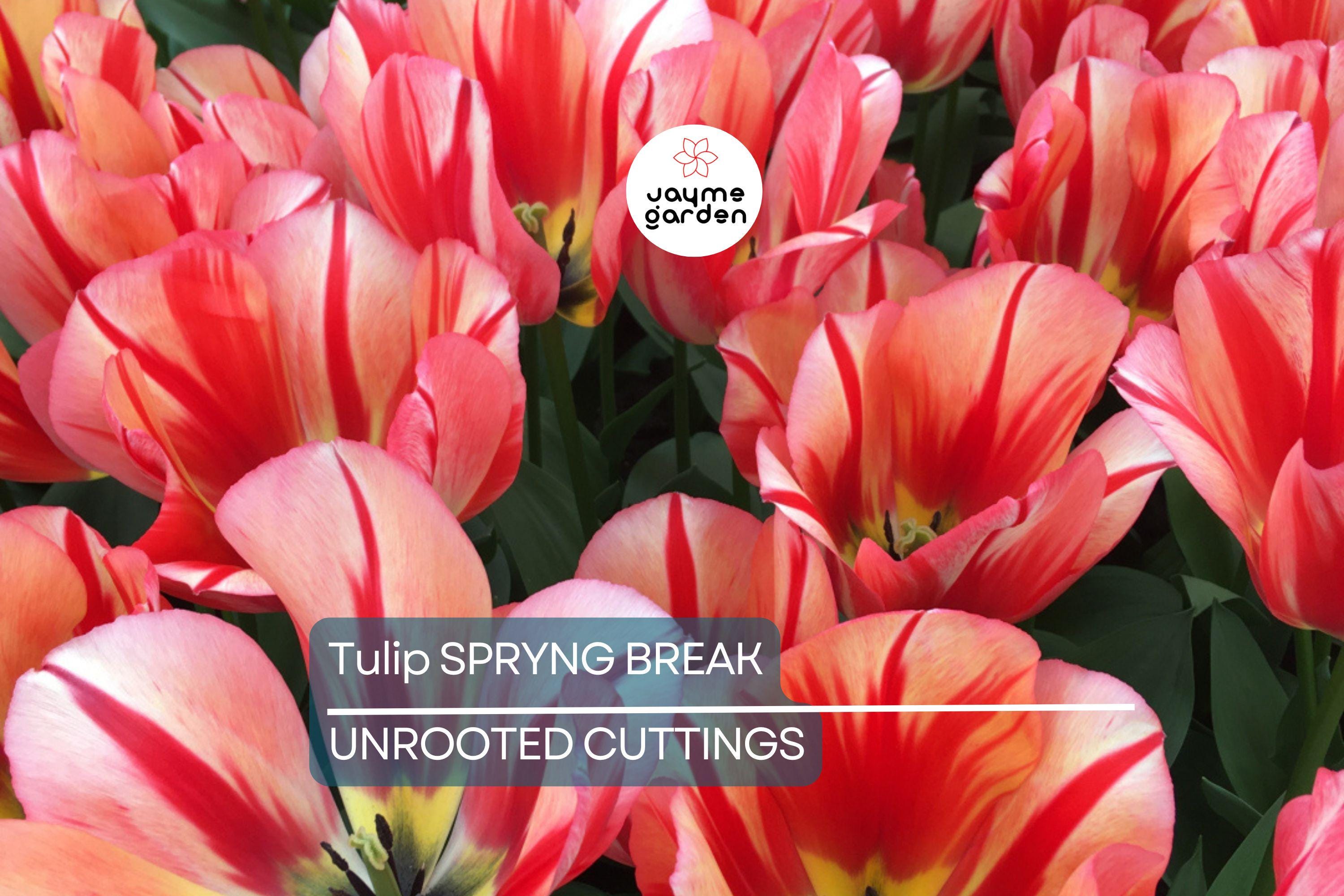 Tulip Spryng Break Bulbs - 5 Cream & Red Double Peony Tulips, Color-Changing Ruffled Blooms, Perfect for Containers, USDA Zones 3-8