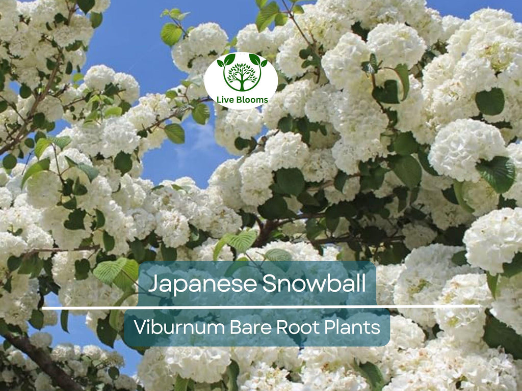 3 Japanese Snowball Viburnum Shrubs - 12-18" Bare Root Starter Plants - Viburnum Plicatum Live Plants