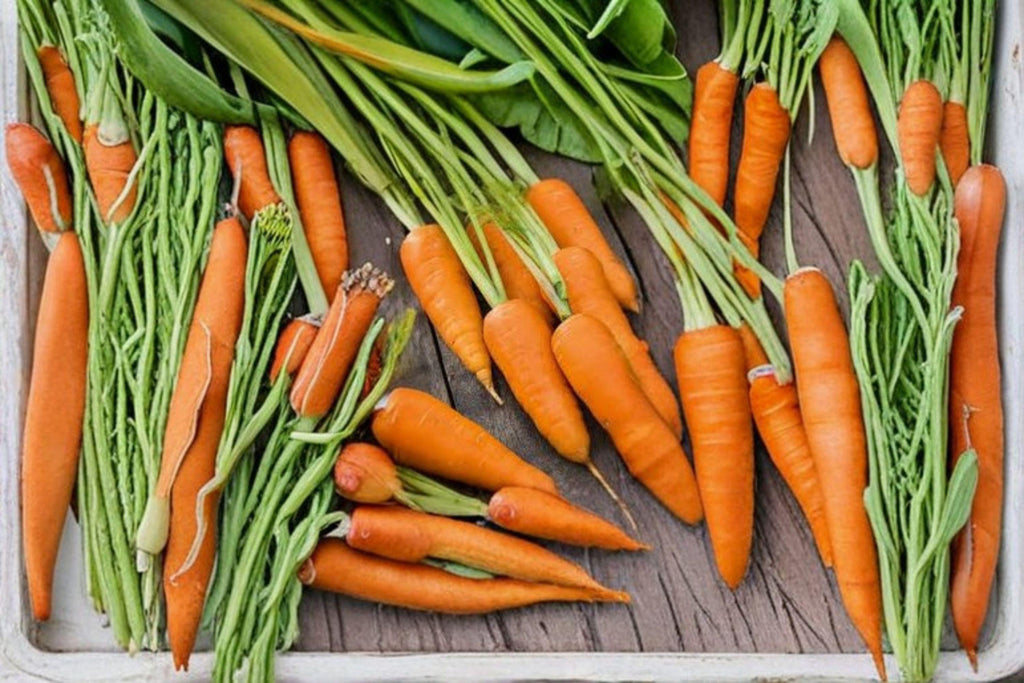 Carrot – Chantenay Red Cored 800 Seeds | Heirloom Root Vegetable | Sweet & Stocky Roots | Excellent for Heavy Soils