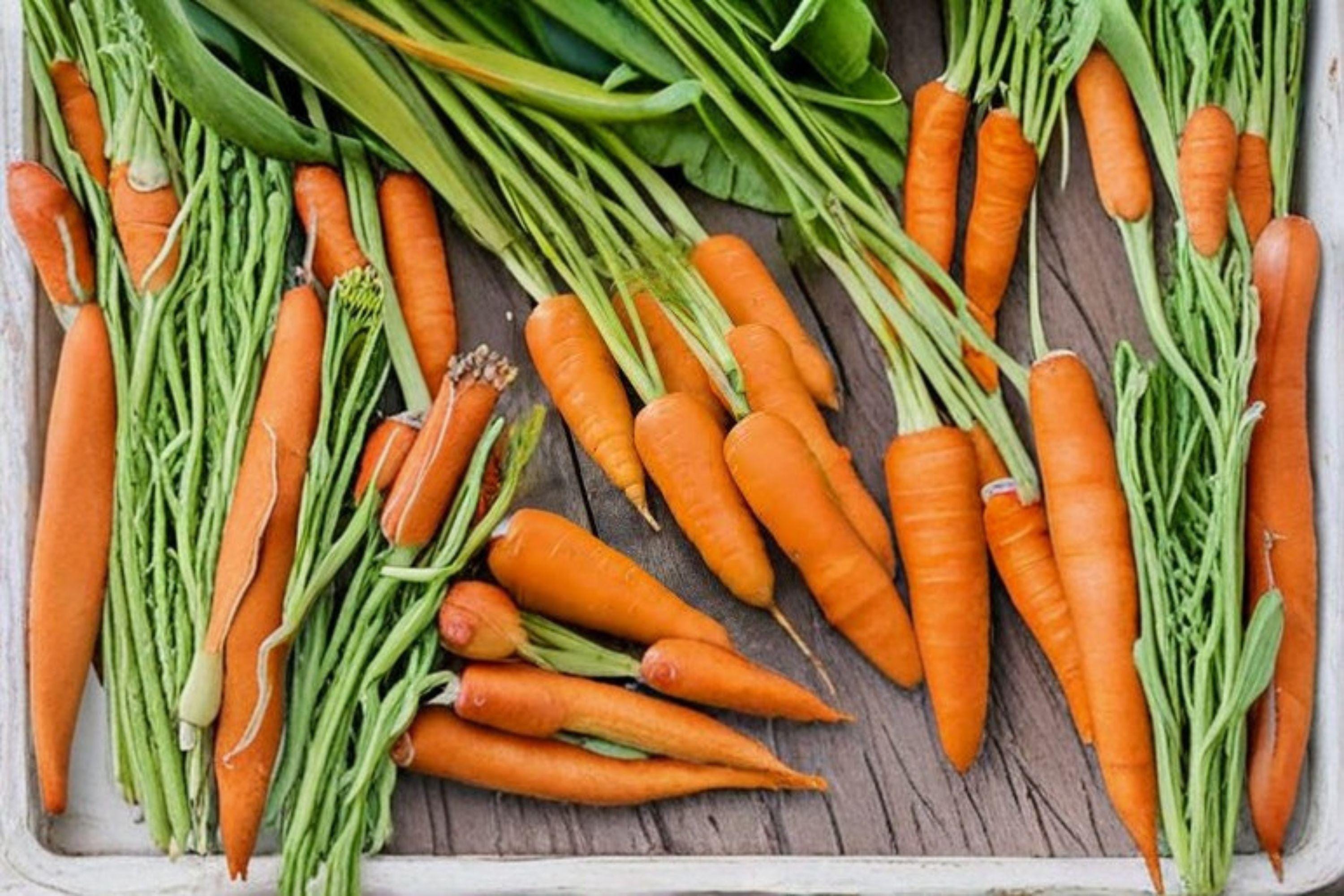 Carrot – Chantenay Red Cored 800 Seeds | Heirloom Root Vegetable | Sweet & Stocky Roots | Excellent for Heavy Soils
