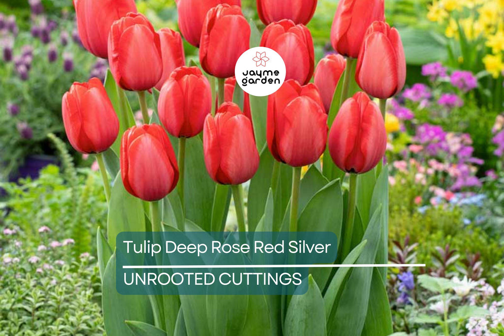 Tulip Spryng Tide Bulbs - 5 Deep Rose Red & Silver Sheen Bulbs, Fragrant, Weather-Resistant, USDA Zones 3-8