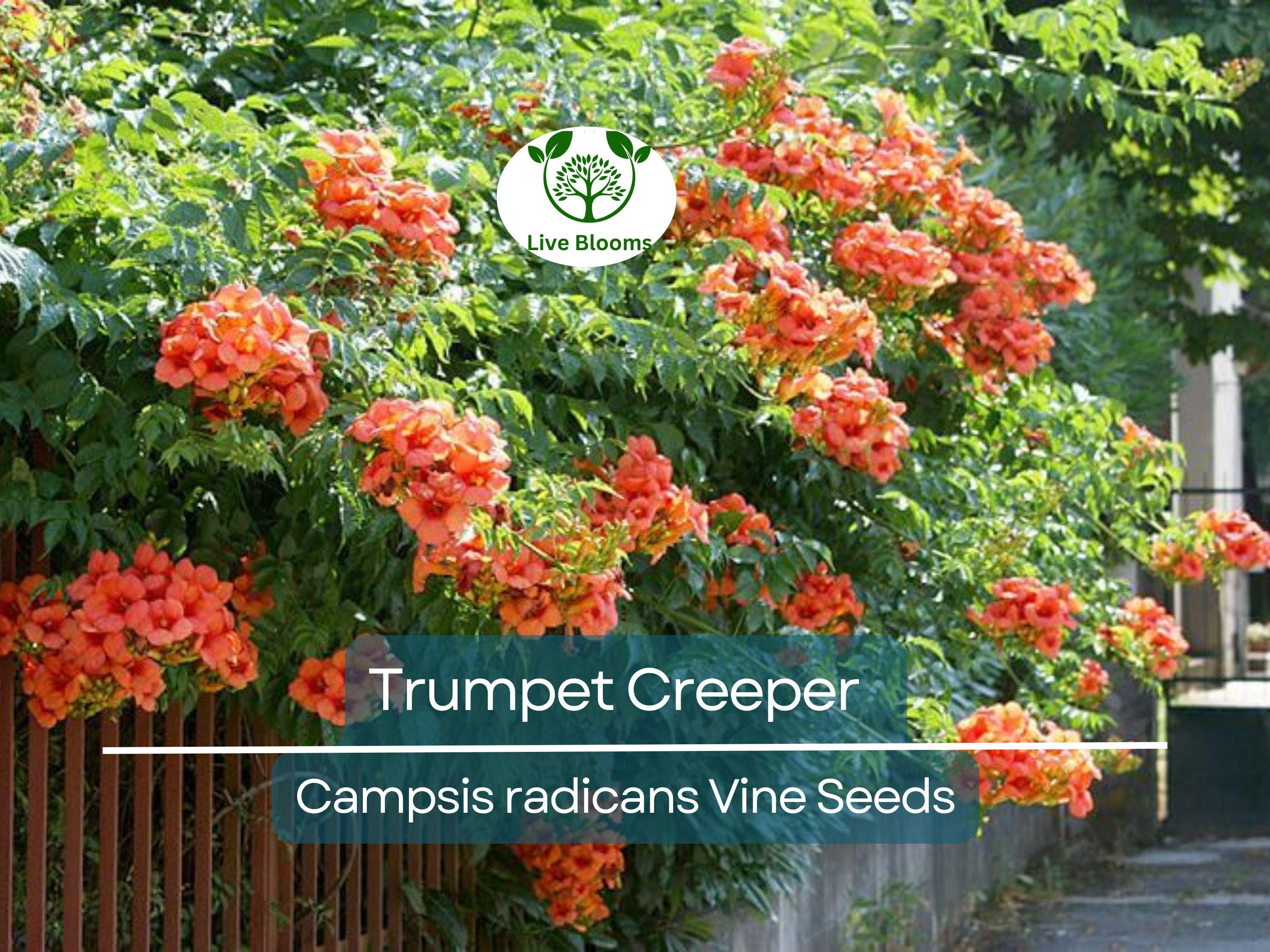 100 Flower Vine Seeds - Perennial Trumpet Creeper (Campsis radicans), Orange Flowers, Fast-Growing Vine, Climbing Plant, Wildlife Friendly