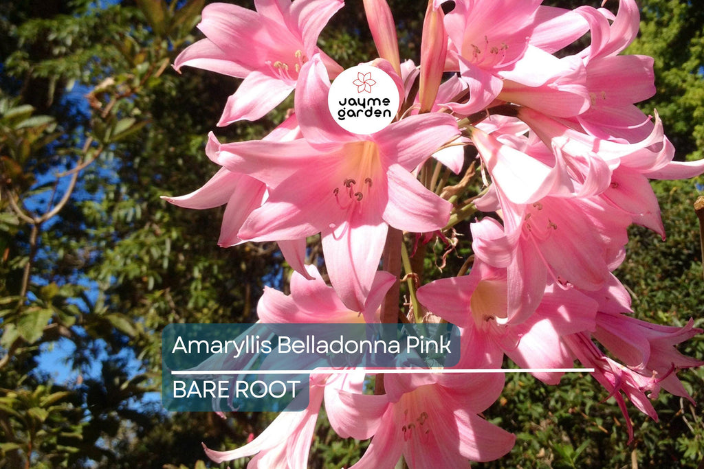 Amaryllis Belladonna Pink Naked Lady Bulb - Award-Winning, Fragrant Pink Blooms, Perfect for Rock Gardens, USDA Zones 8-11