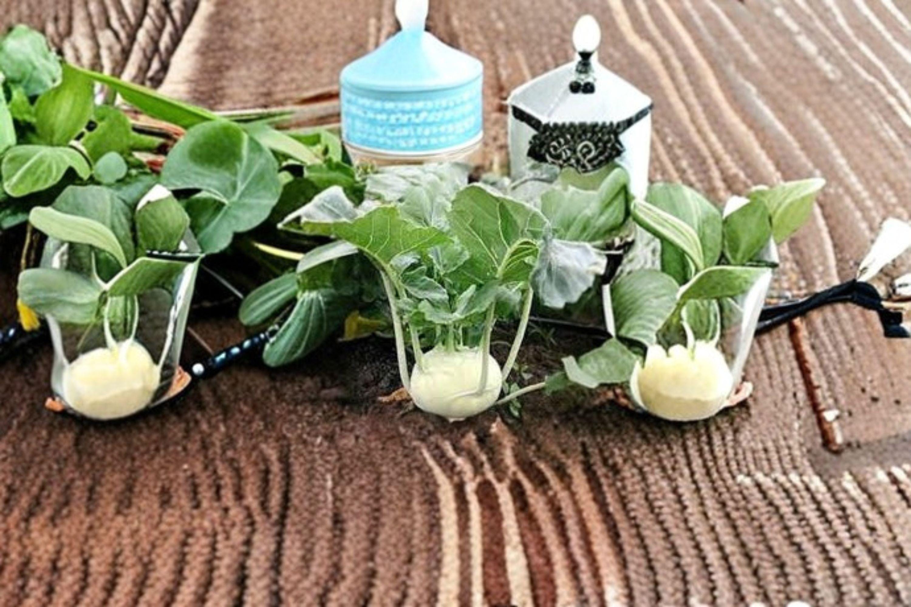 Kohlrabi – White Vienna 150 Seeds | Heirloom Kohlrabi | Mild Sweet Flavor | Fast-Growing Cool-Season Vegetable
