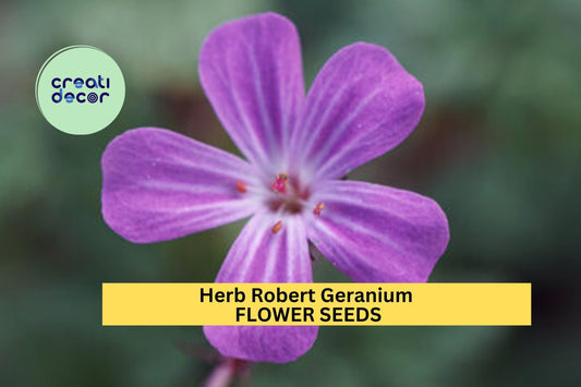 25+ Herb Robert Geranium Seeds – Delicate Pink Flowers & Lacy Foliage for Garden Planting, Shade-Tolerant Groundcover – USA