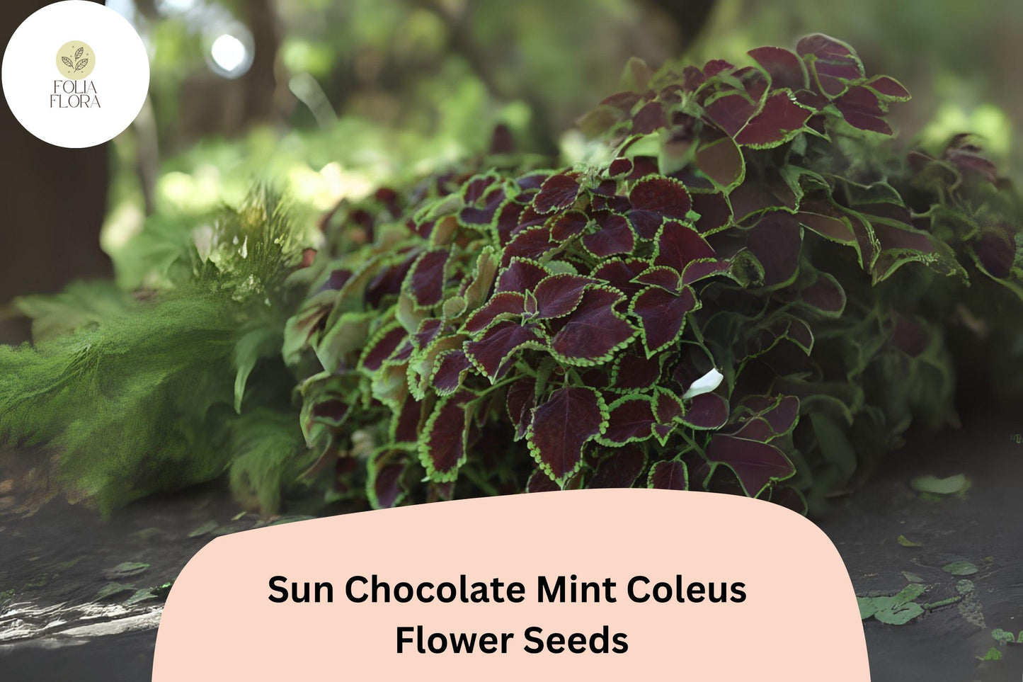 25+ Sun Chocolate Mint Coleus Seeds for Planting | Premium Shade Plant | Green Brown Foliage Annual | Garden Bedding Seeds