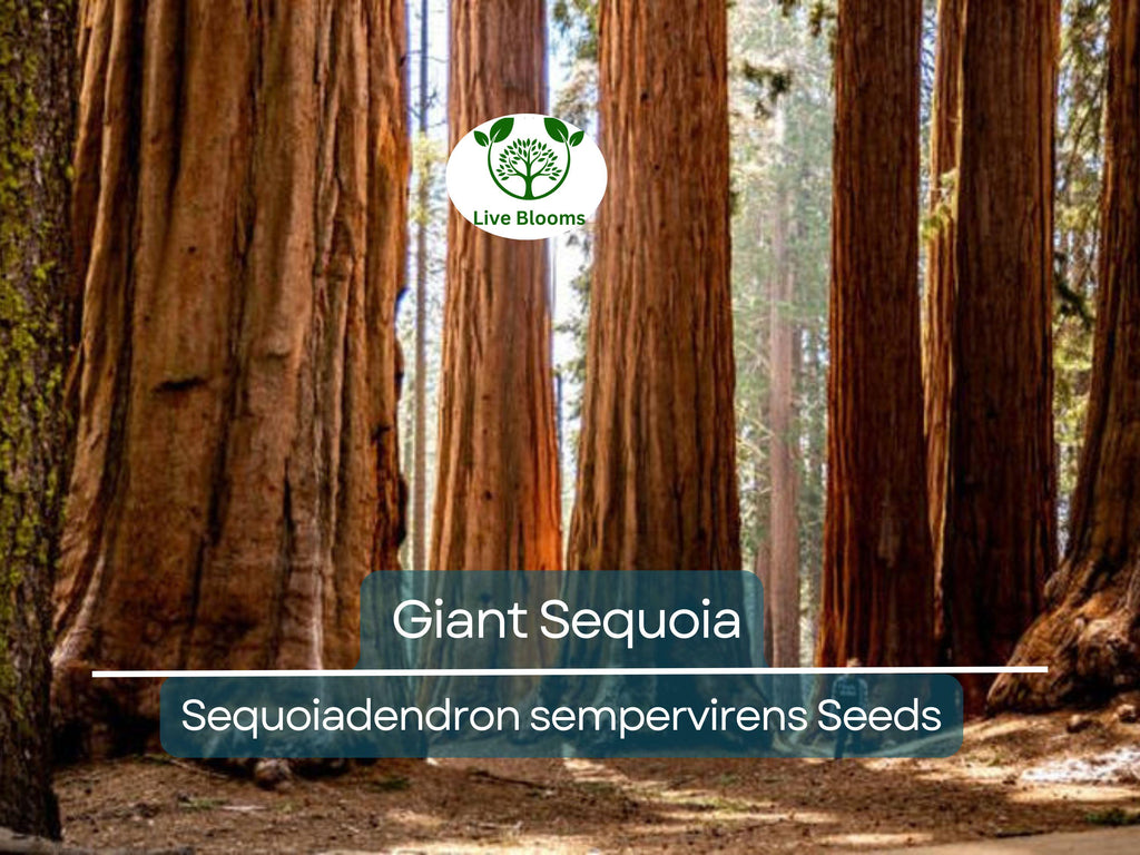 40 Giant Sequoia California Redwood Seeds - Sequoiadendron sempervirens - Grow Majestic Trees, Largest Trees on Earth, Fast Growing