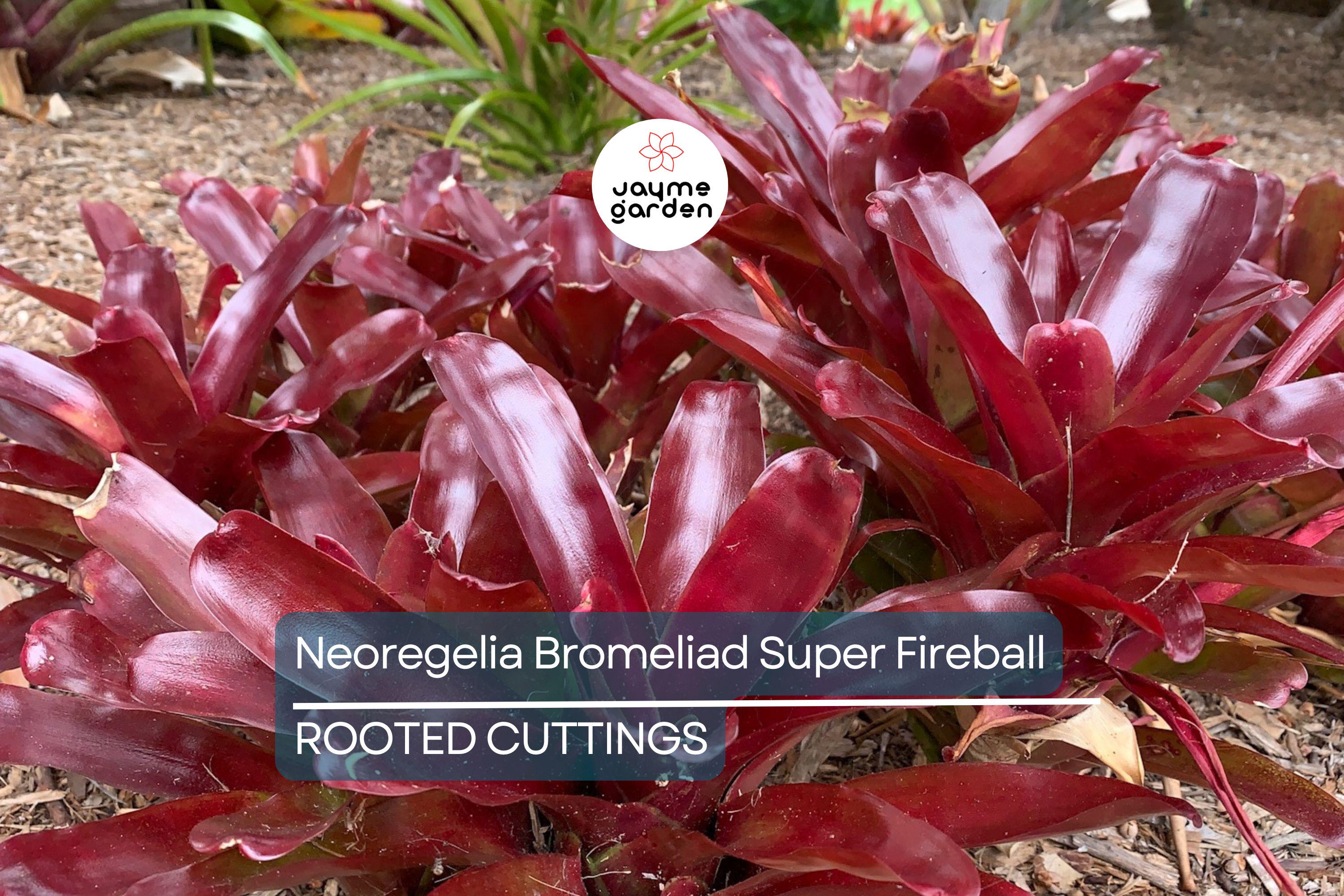 Neoregelia Bromeliad Super Fireball Cutting - 6" Red Serrate Foliage, Safe for Children