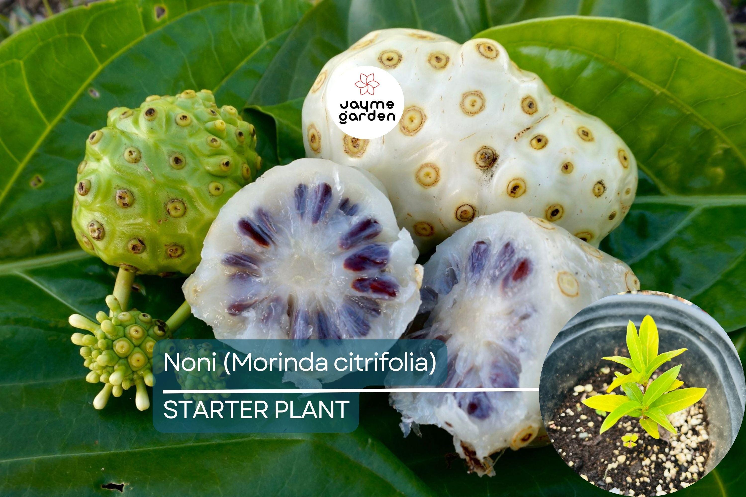 Noni Fruit Tree 6”-12” (Morinda citrifolia) - Live Starter Plant | Tropical Medicinal Tree with Nutrient-Rich Fruits
