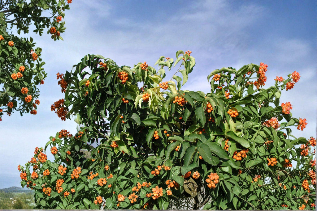 Celastrus scandens – American Bittersweet 30 Seeds | Native Climbing Vine | Bright Orange-Red Berries | Wildlife Favorite