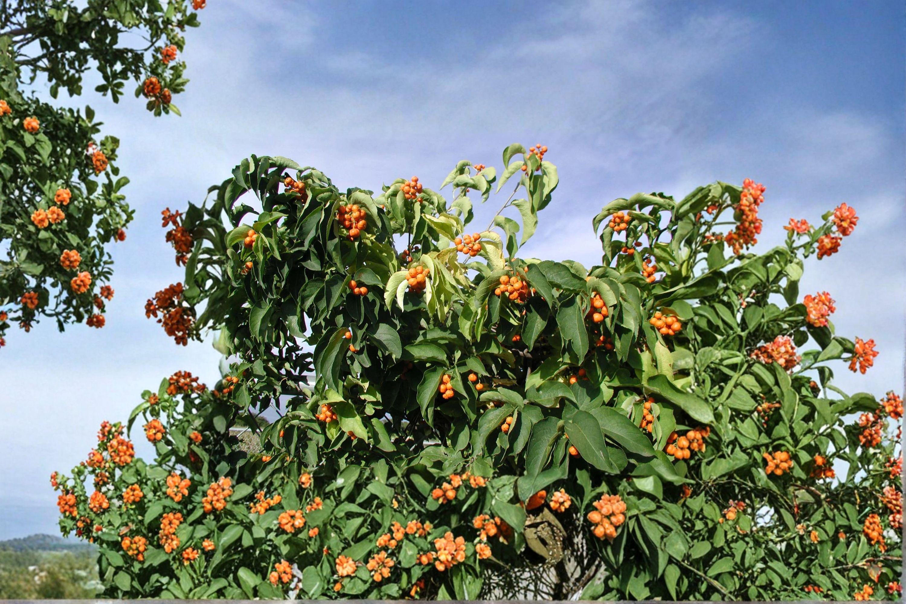Celastrus scandens – American Bittersweet 30 Seeds | Native Climbing Vine | Bright Orange-Red Berries | Wildlife Favorite