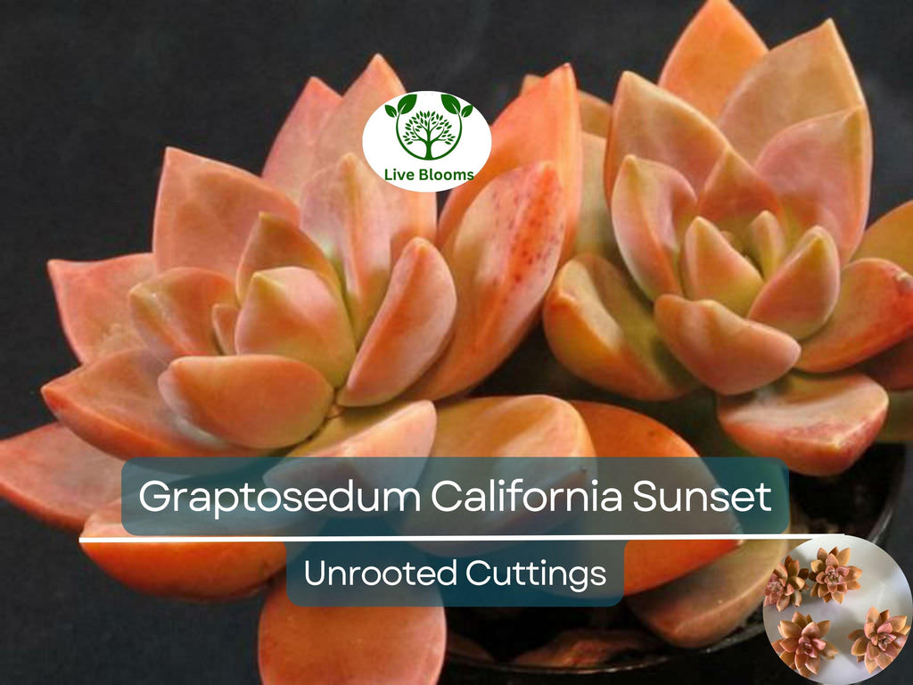 4 GraptoSedum "California Sunset" Unrooted Cuttings - 2-3” Succulent, Perfect for Propagation, Garden, Containers, and Indoor Decor