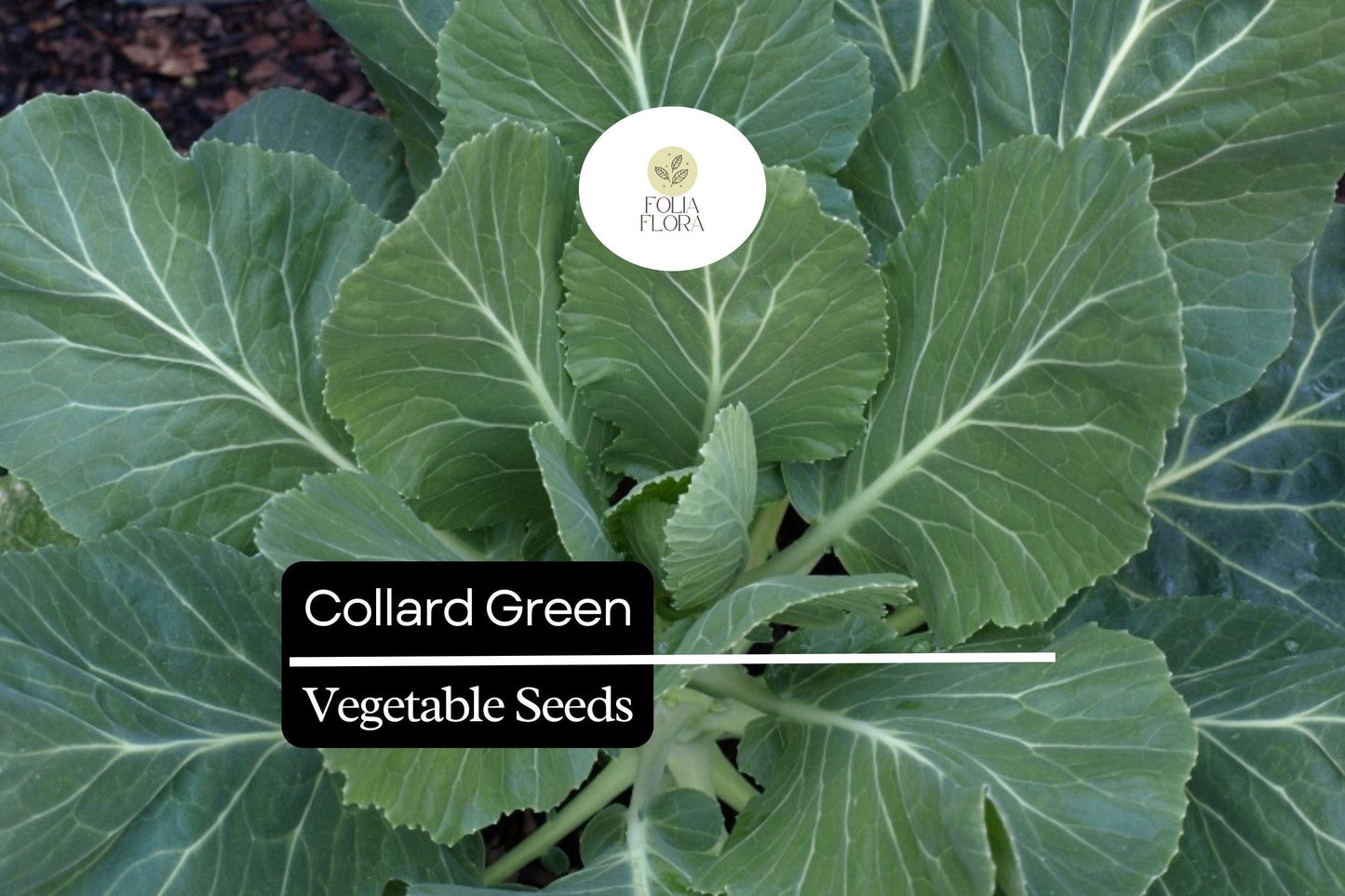 25 Organic Collard Greens Seeds | Heirloom Variety | Cool Season Leafy Vegetable for Home Gardens