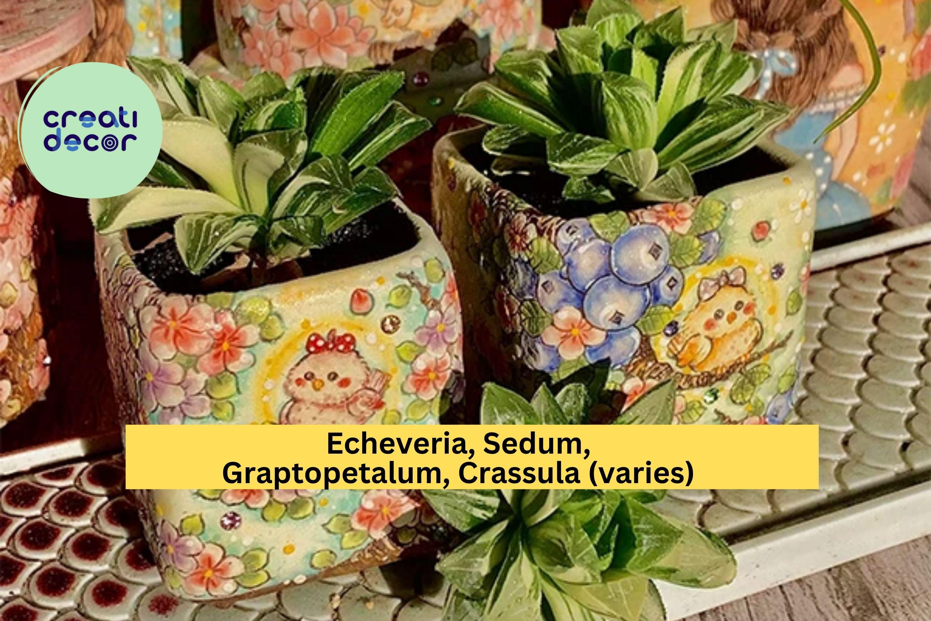 Rare Succulent Plants – Live Bare Root 1.8" Assorted Easy-Care Succulents, Decorative Indoor Plants for Pots, Terrariums, or Gifts