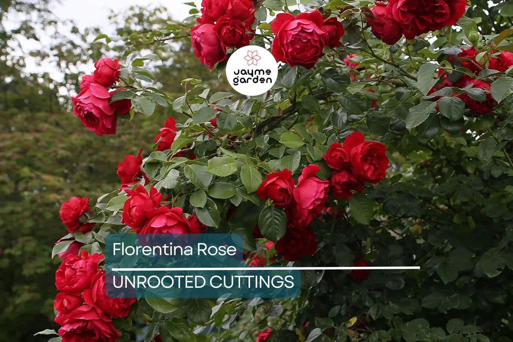 Super Rare Florentina Rose - 3 Fresh Cuttings for Rooting or Grafting - Climbing Rose Variety