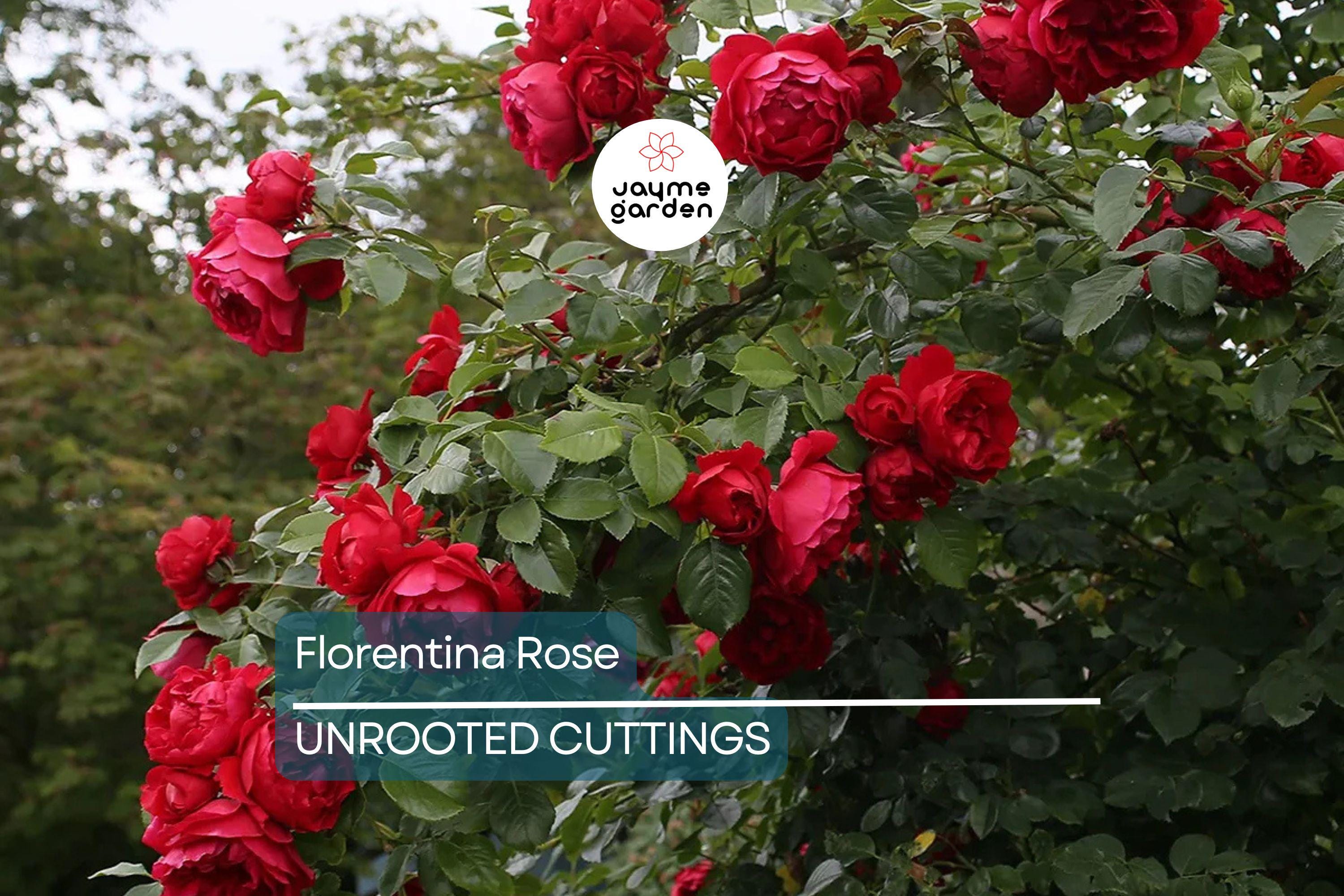 Super Rare Florentina Rose - 3 Fresh Cuttings for Rooting or Grafting - Climbing Rose Variety