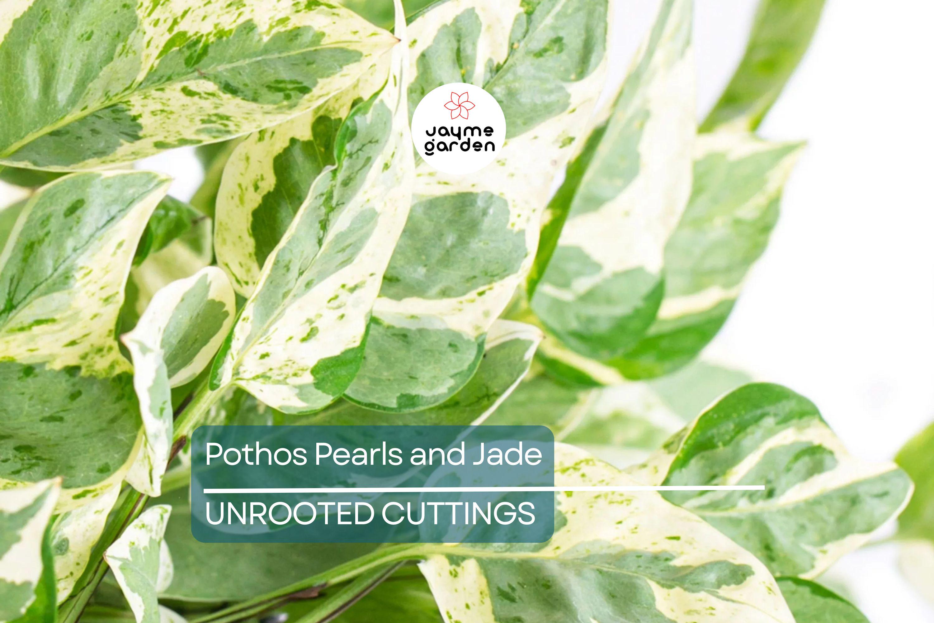 Pothos Pearls and Jade – 3 Cuttings, Variegated Devil’s Ivy, Easy Indoor Houseplant