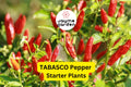 3 Tabasco Pepper Starter Plants - Spicy Tangy Chili - High Yield for Hot Sauce, Cooking, Gardens & Container Growing