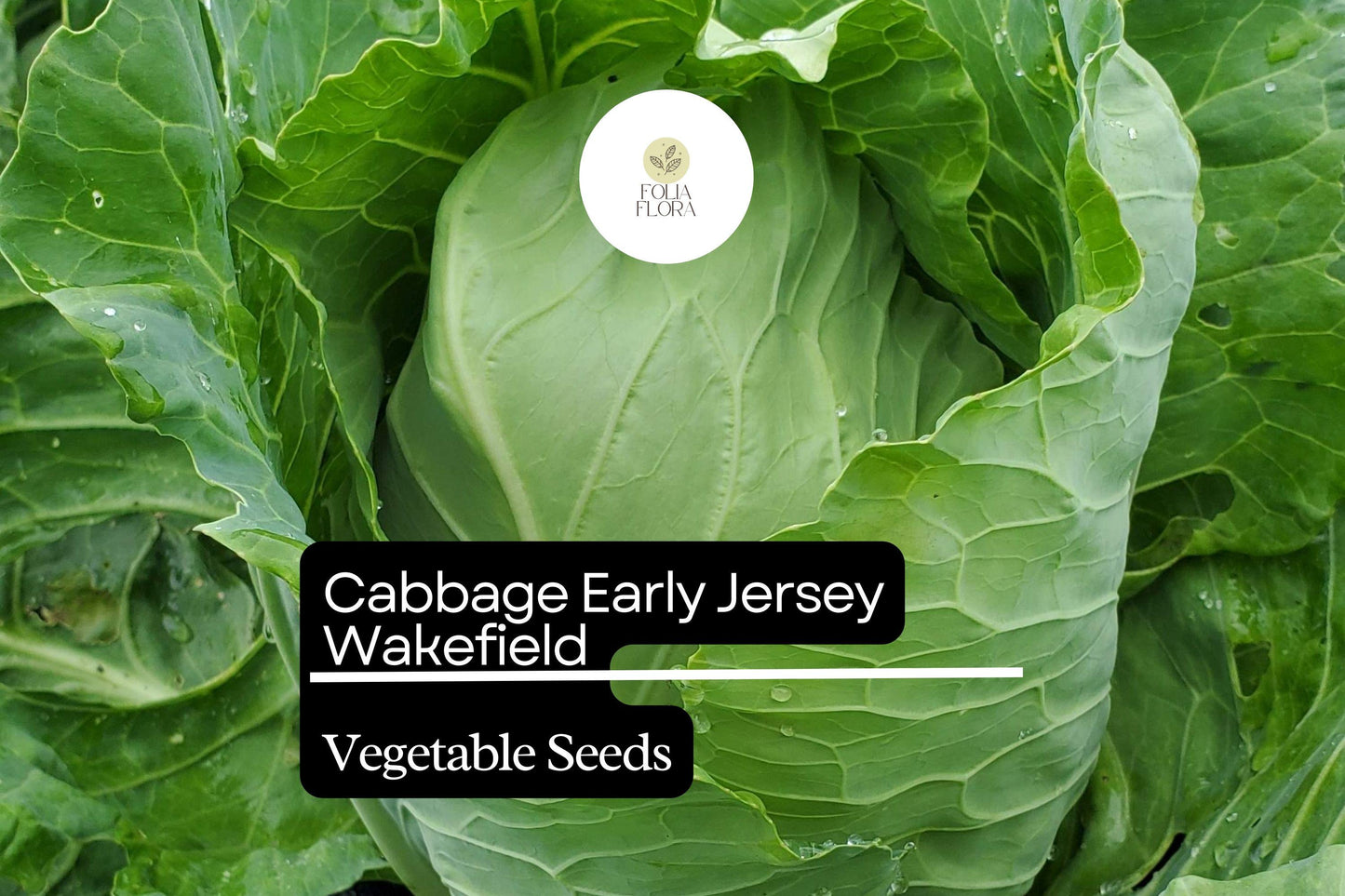 500+ Jersey Wakefield Cabbage Seeds | Brassica oleracea | Heirloom Early Pointed-Head Cabbage for Garden Planting