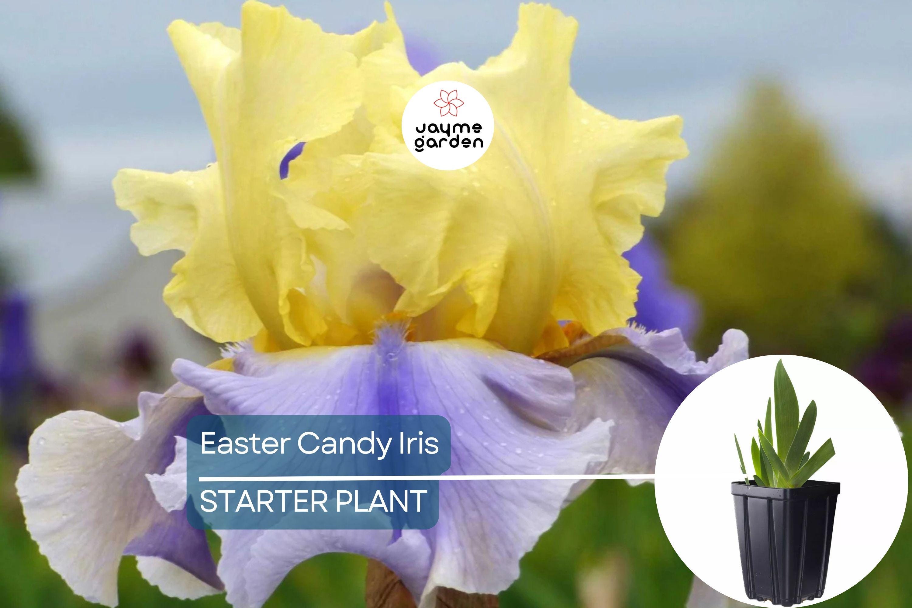 Easter Candy Iris Plant – Quart Pot | Large Blue & Yellow Flowers | Perennial, Deer Resistant, Hardy Zones 3-10 | 37" Tall
