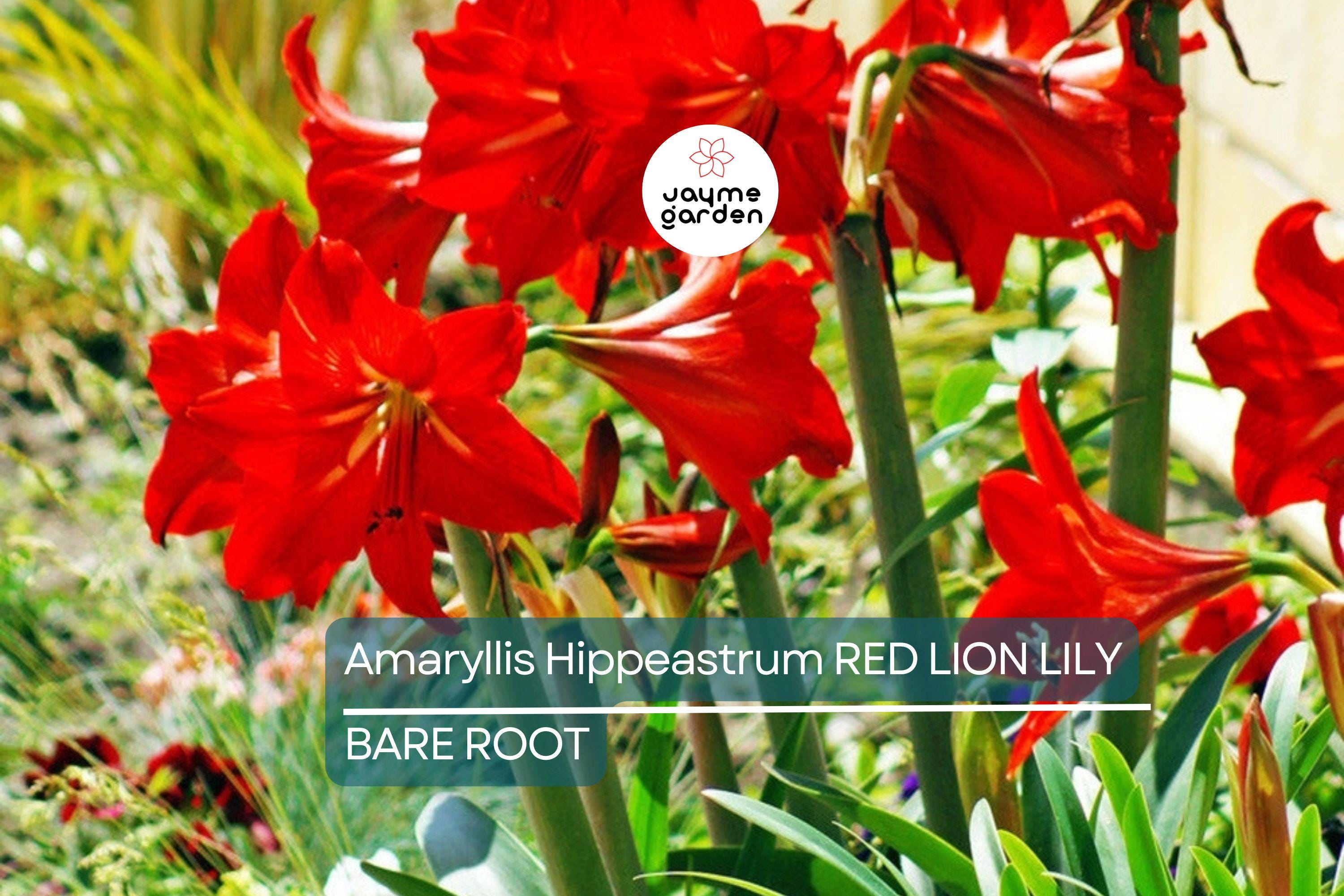Amaryllis Red Lion Bulb - Award-Winning Large Red Blooms, 24" Tall, Holiday Gift, USDA Zones 8-11, Easy to Grow Indoors or Outdoors
