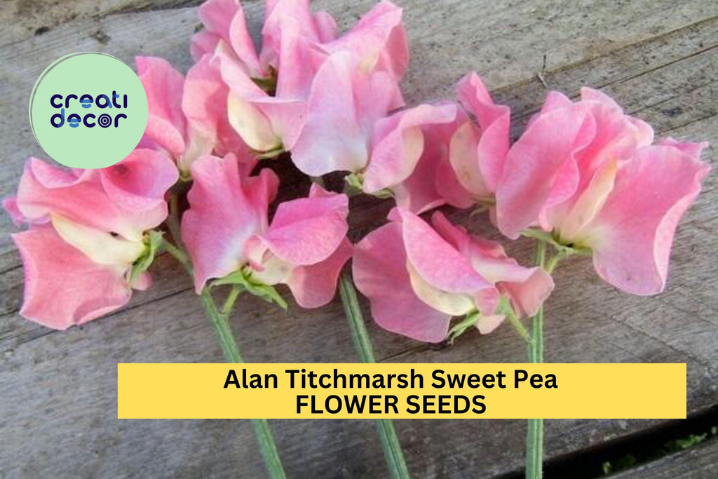 50+ Alan Titchmarsh Sweet Pea Seeds – Fragrant Lavender-Blue Blooms for Garden Planting, Climbing Vines for Trellises – USA