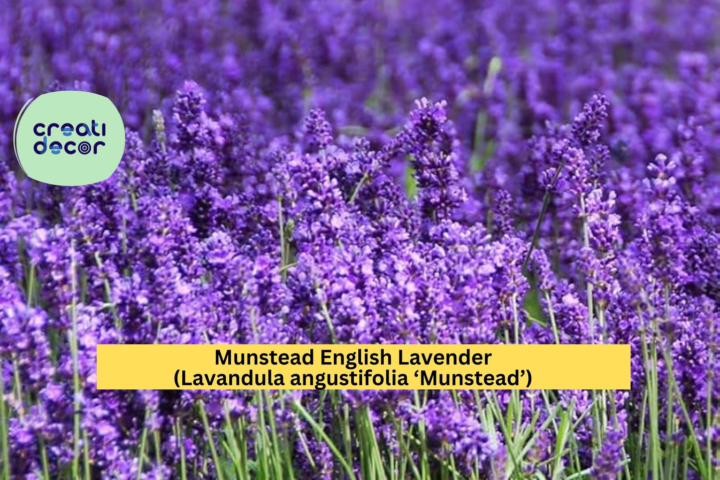 Munstead English Lavender Plant | Live Rooted Starter | Lavandula angustifolia Perennial Herb for Garden, Borders, or Culinary Use