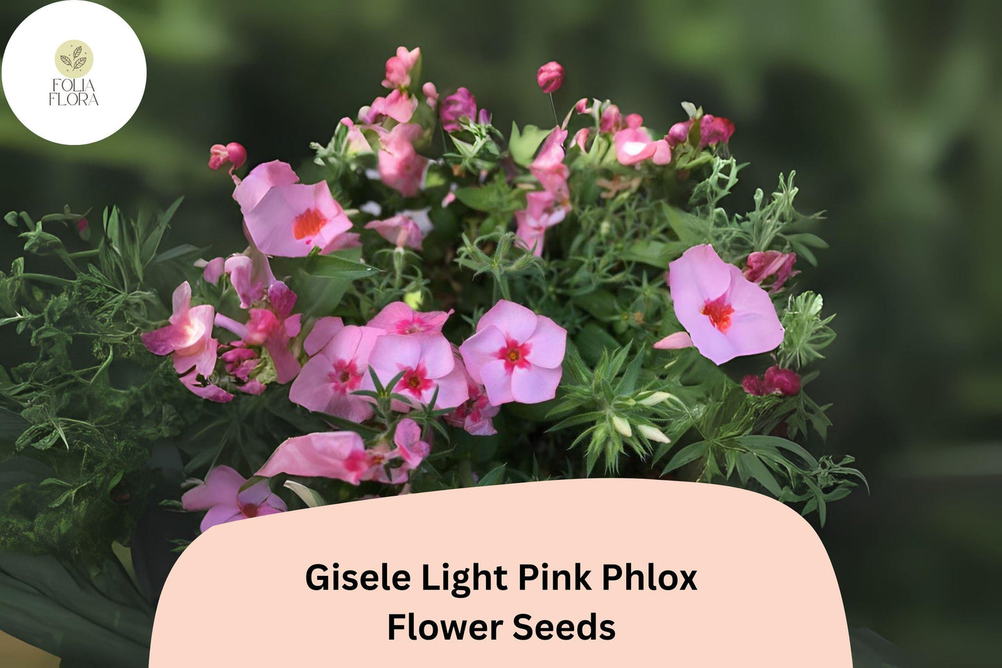 100+ Gisele Light Pink Phlox Seeds – Annual Garden Flowers, Phlox drummondii