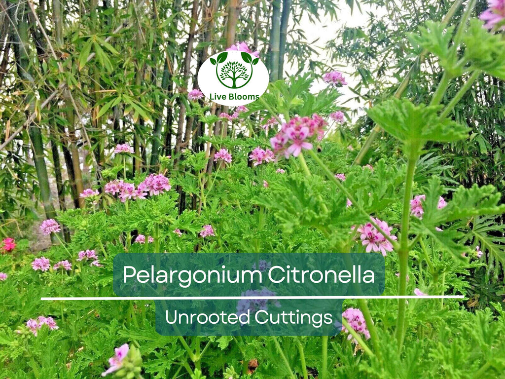 3 Pelargonium Citronella Lemon Scented Geranium Unrooted Cuttings, Pink Flowers, 3"-5", Natural Mosquito Repellent, Easy to Root Geranium