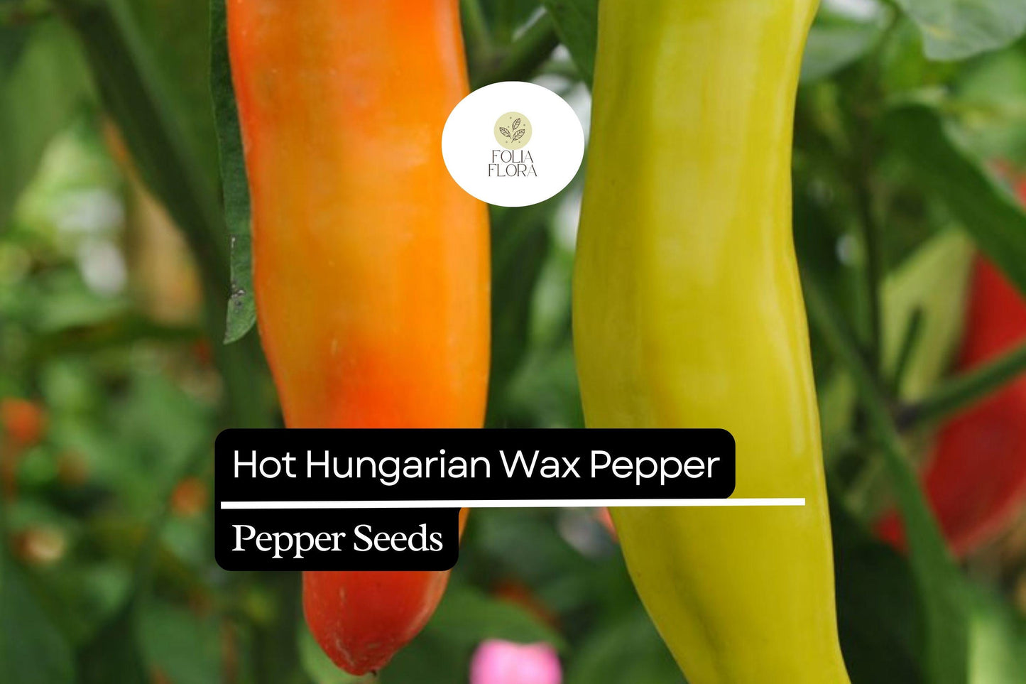 25 Hot Hungarian Wax Pepper Seeds – Capsicum annuum – Heirloom, Spicy & Tangy, High-Yielding