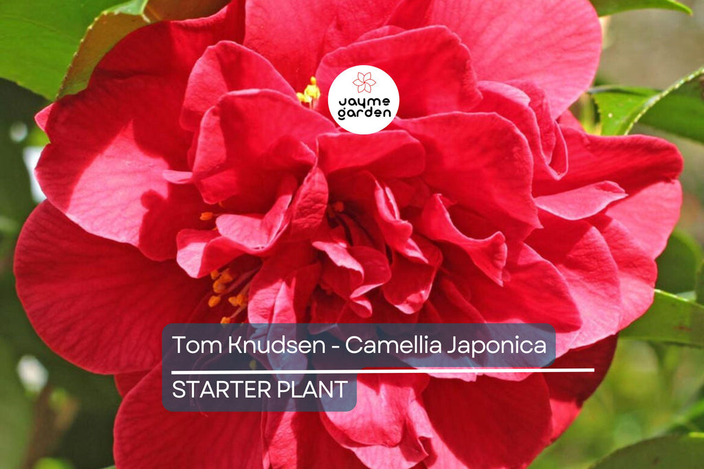 Tom Knudsen Camellia Japonica Starter Plant 8-12" | Unique Bloom | Live Well-Rooted Evergreen Shrub | USDA Zones 7-10
