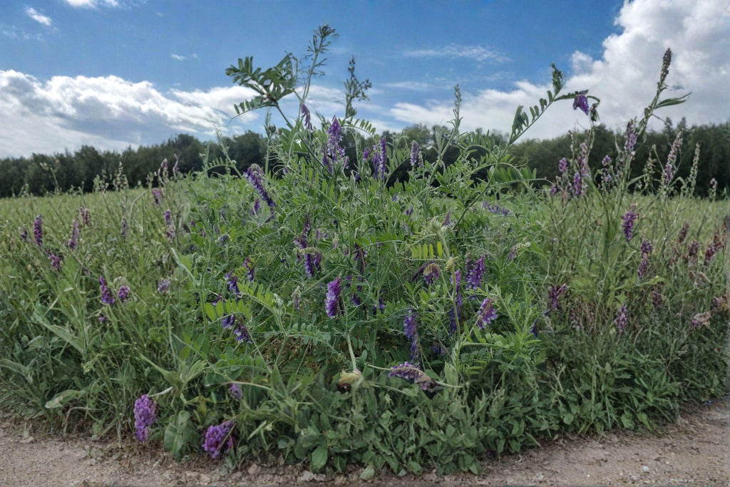 Hairy Vetch ‘Purple Bounty’ – Vicia villosa 100 Seeds | Nitrogen-Fixing Cover Crop | Open-Pollinated