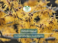 3 Witch Hazel Shrubs – Hamamelis virginiana 12–18” Bare Root Plants – Native Fall-Blooming Perennial for Wildlife & Shade