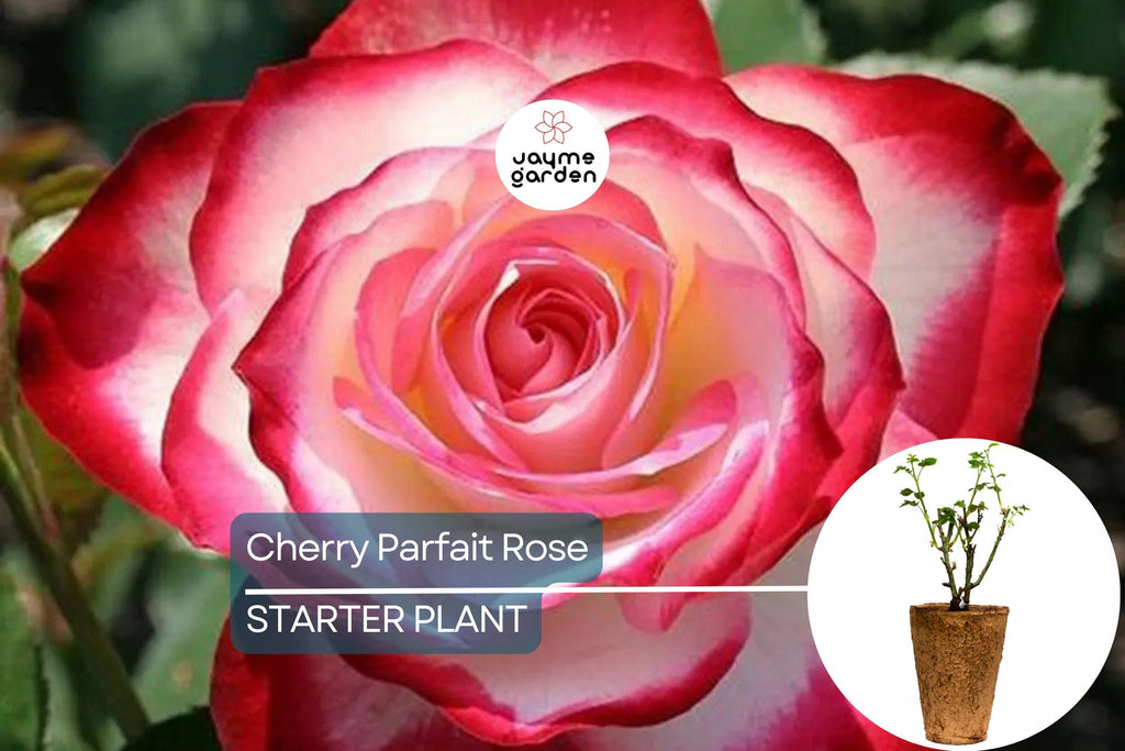 Cherry Parfait Rose – 1.5 Gal Pot | Fragrant Red & White Grandiflora | Own-Root, Heavy Reblooming | Zones 5-10