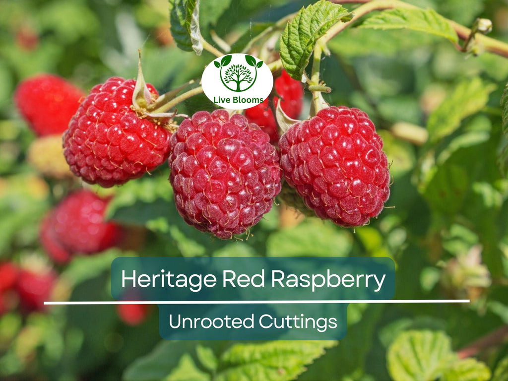 10 Heritage Red Raspberry Scion Cuttings - Rubus idaeus Unrooted 6-8” for Rooting or Grafting - High-Yield Berry Plants