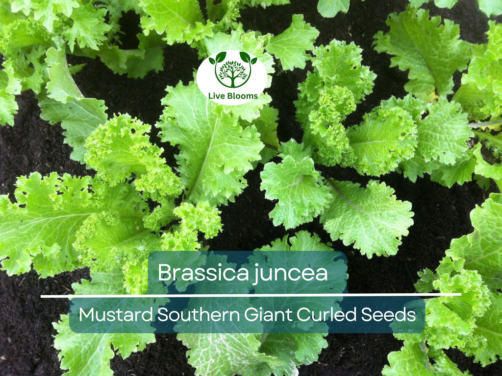 500 Seeds Mustard Southern Giant Curled for Planting (Brassica juncea) - Hearty, Curled Mustard Greens for Home Gardens, Fast-Growing