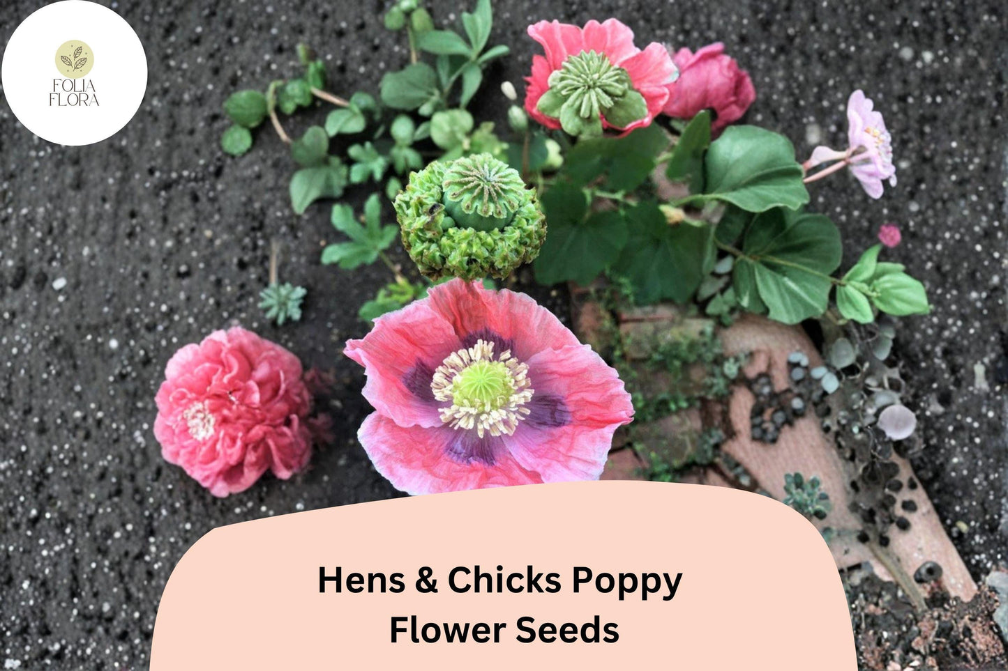 200+ Hens and Chicks Poppy Seeds for Garden Planting – Frilled Pink Blooms, Unique Seed Pods