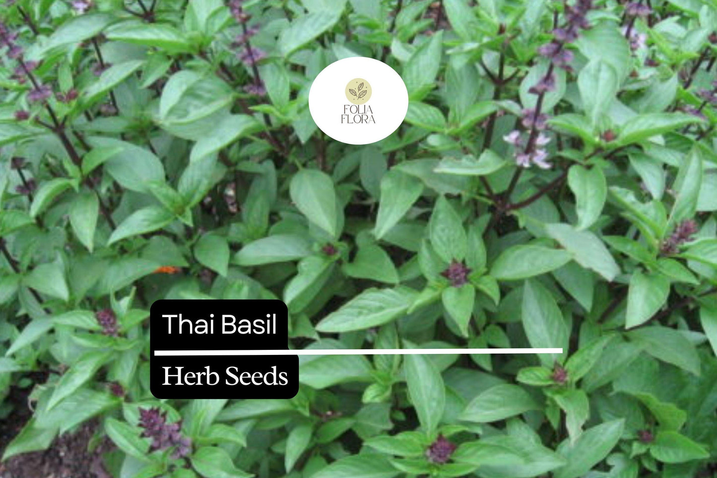 200 Thai Basil Seeds – Ocimum basilicum var. thyrsiflora – Heirloom, Sweet & Spicy, Aromatic, Non-GMO