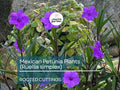 10 Rooted Cuttings Mexican Petunia (Ruellia simplex) - Purple Perennial Flowers - Mexican Bluebell or Britton's Wild Petunia for Garden