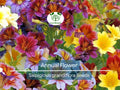 500 EZ Annual Flower Seed Mix (Salpiglosis grandiflora), Bulk Paisley Flowers, Easy to Grow, Vibrant Colors, for Garden and Containers