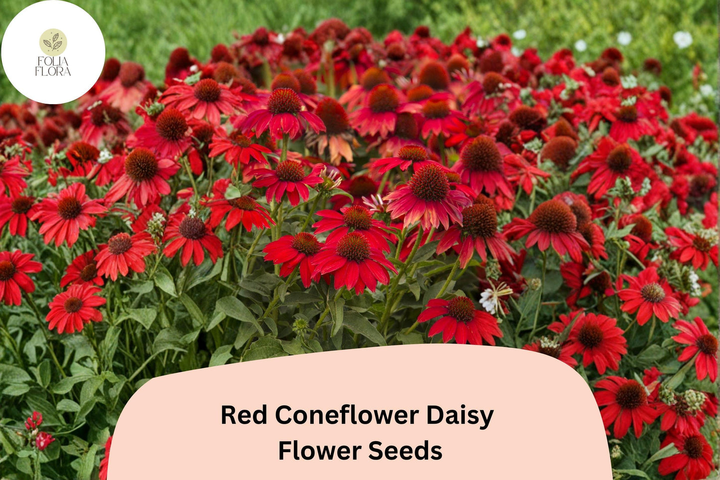 200+ Red Coneflower Daisy Seeds | Echinacea purpurea | Vibrant Red Blooms | Pollinator-Friendly Garden Flower