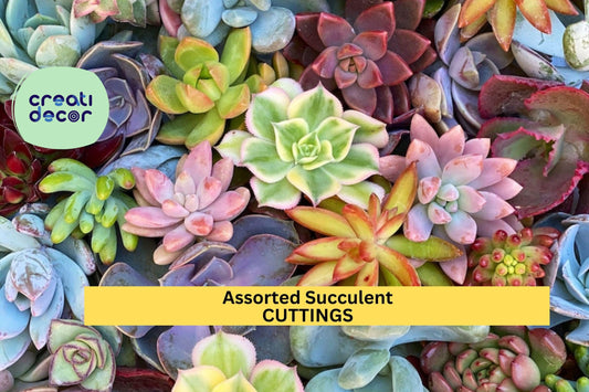 20 Assorted Succulent Cuttings | 18 Varieties Mix | Unrooted Starter Pack | DIY Garden Gift | Colorful Low-Maintenance Plants