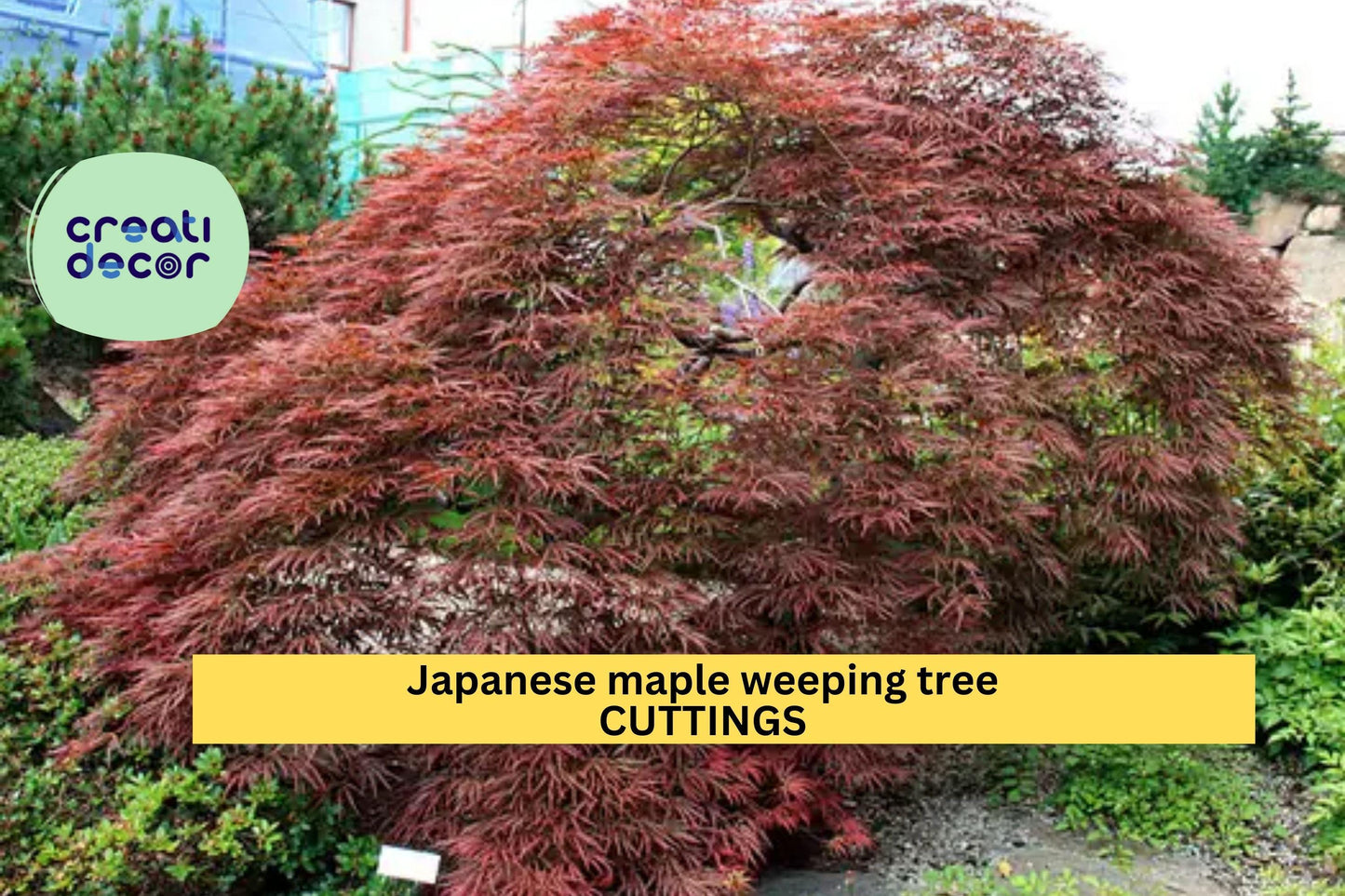 10 Garnet Japanese Maple Cuttings – Weeping Acer palmatum dissectum | Thin Unrooted Stems for Grafting or Propagation Projects